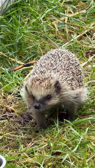 Ingen stress. Bare rolig småspising 🦔