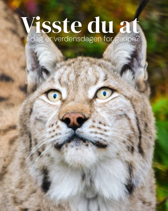 Glad gaupens dag 🐱 Gauper er skogens skygger. De beveger seg stille gjennom landskapet og er ofte ...