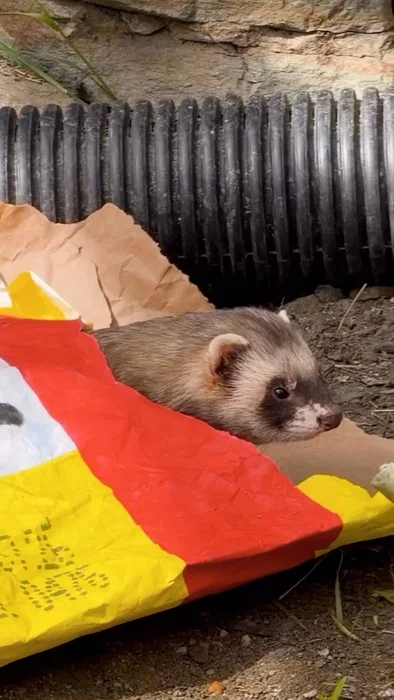 Crash og Eddie har funnet skatten 📦 En papppose er tydeligvis det beste som har skjedd dem på lenge...