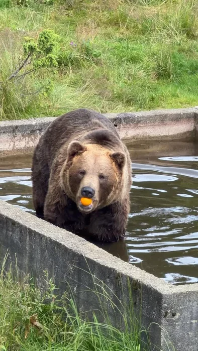 Når eplene ikke kommer til deg, må du bare fiske dem opp selv🍎🐻🎣