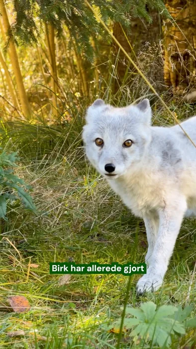 Fjellreven Birk har allerede gjort en viktig jobb for arten sin. Han ble født på Saltfjellet i 2015 ...