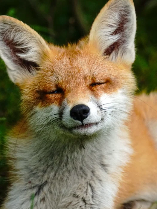 Høsten kler rødrevene ekstra godt 🍂🦊  Visste du at rødreven kan lage over 40 forskjellige lyder fo...