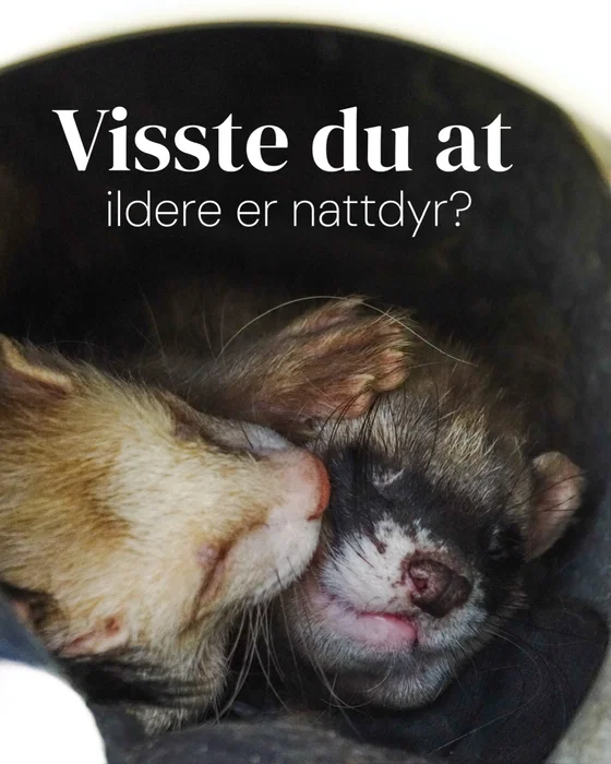 Crash og Eddie er ikke fremmede for å krasje midt på dagen og ta både en formiddags-, middags- og et...