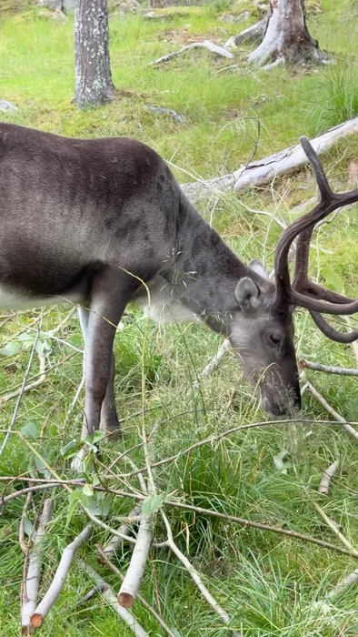 Reinsdyrene i Park Nordica bytter nå ut vinterpelsen med en lettere sommerpels. Noen er nok litt ras...
