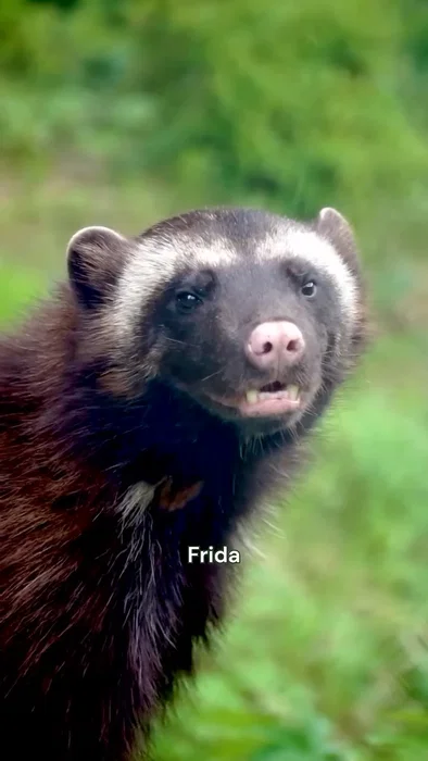Vi ønsker Frida og Frøya varmt velkomne!✨🐾