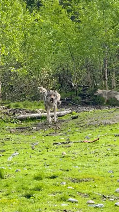 Når en ulv viser seg mellom trærne, stopper tiden litt🐺 I Park Nordica kan du møte Varg, Vilje, de...