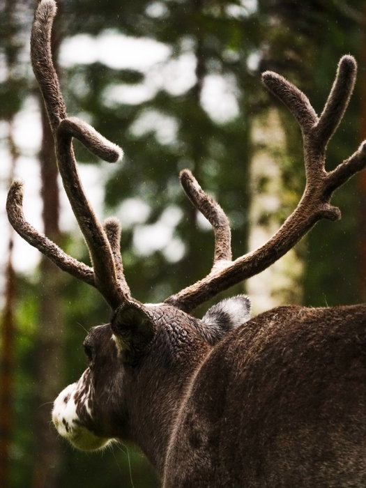 Se så fine reinsdyrenes gevir har blitt 💚   Noen av dem har allerede mistet basten siden disse bild...