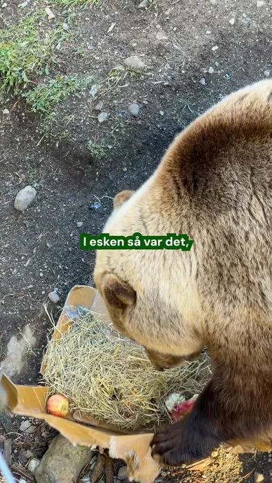 Med tanke på at bjørnene snart skal gå i hi, benyttet vi anledningen til å gi dem en liten tankenøtt...