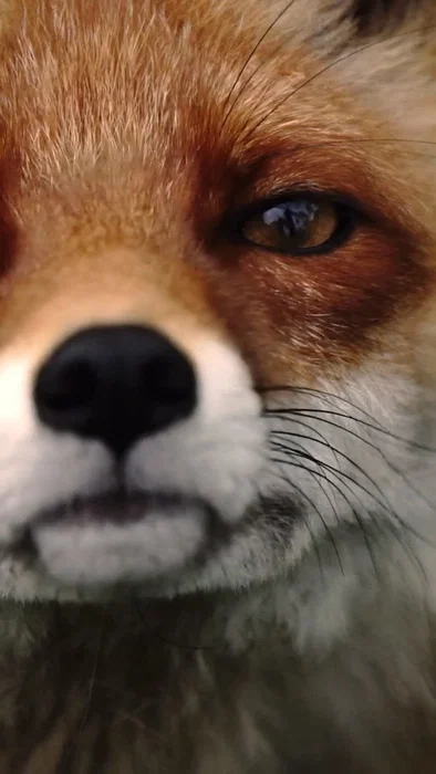 Oskar og Oda er rødrevene som kaller Park Nordica sitt hjem🦊  Oskar ble funnet nedkjølt i skogen ut...