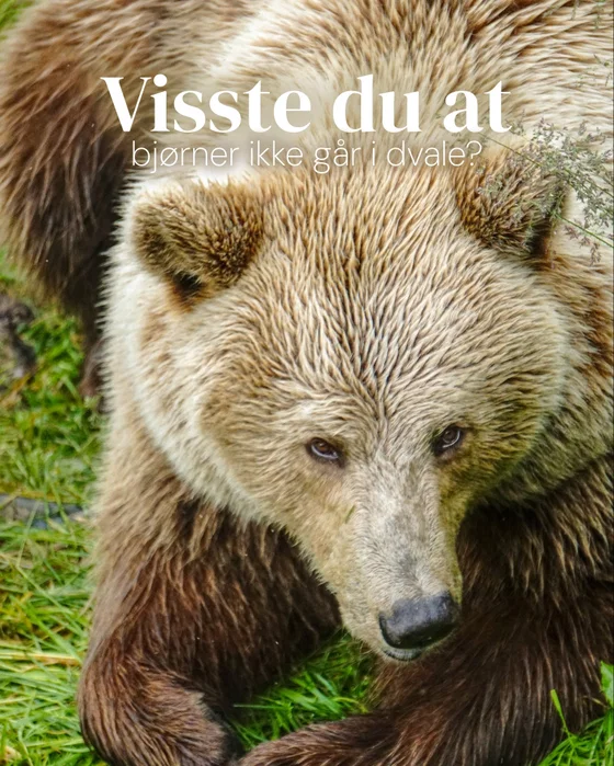 Hos oss kan du møte Odin og hans to barn, Bjørn og Søs 🐻 Odin er kanskje Norges største bjørn, og ...