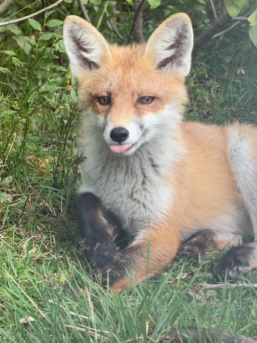 Nå har gudfaren til rødrevvalpene fått navngitt de små🦊 Sveip for å se hvilke navn det ble:  Snorkf...