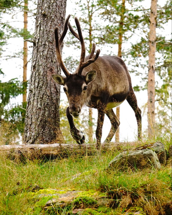 Der er du!  Vent der!  Jeg ønsket bare å si:  Peekaboo!!  Ble du skremt? Neida.   Jeg skulle bare me...