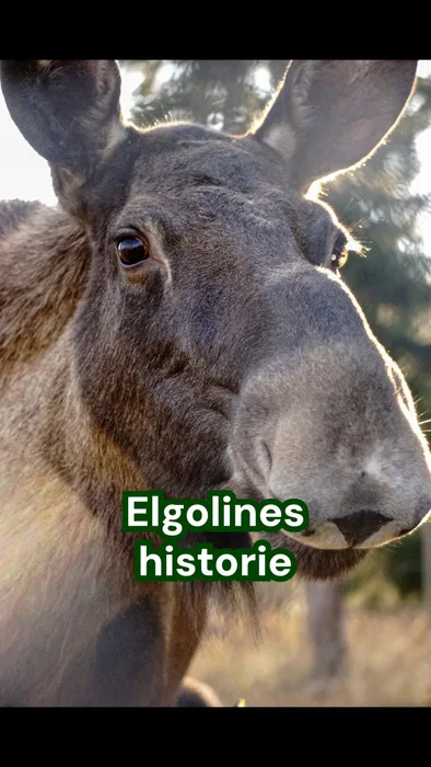 Her er historien om Elgoline 💚 Fra en forlatt elgkalv til en omsorgsfull elgmor 🫎 Da Elgoline ko...