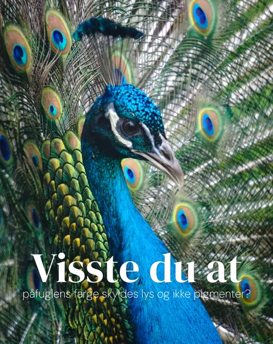 Glad påfuglens dag! 🦚 Påfuglens fjær inneholder mikroskopiske strukturer som bryter og reflekterer...