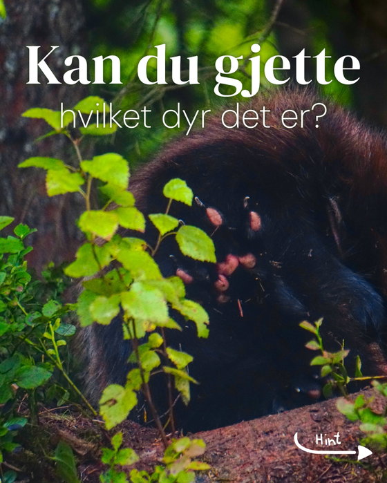 Fikk du svaret fra poten? Skriv i kommentarfeltet 👇