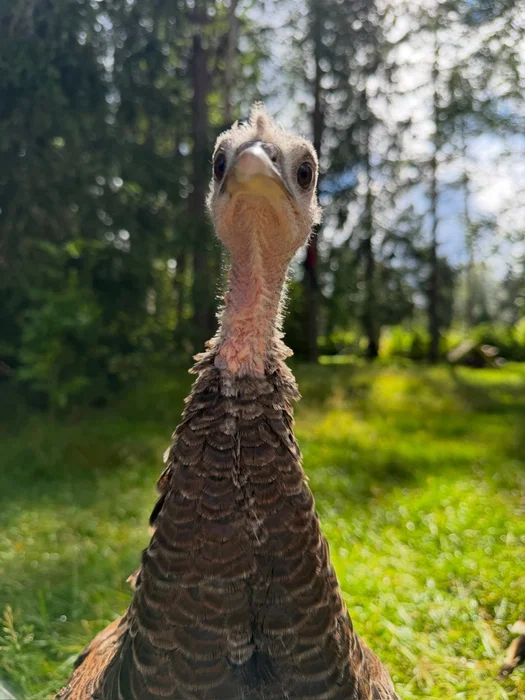 Når du har fjær, attitude og en hel del personlighet 🦃😎