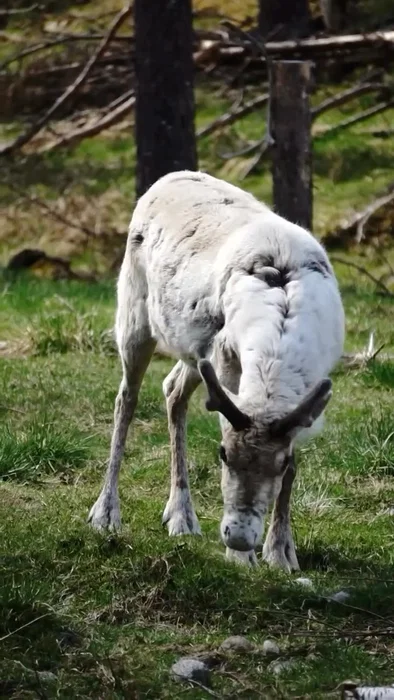 Reinsdyret er en av de mest ikoniske artene i nordisk natur, og en av de få som mennesker og natur h...