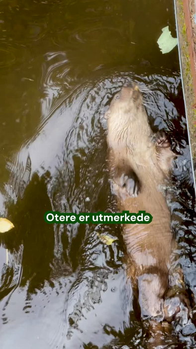 Otere er utmerkede svømmere og kan svømme flere hundre meter under vann uten å trekke pusten. Den la...