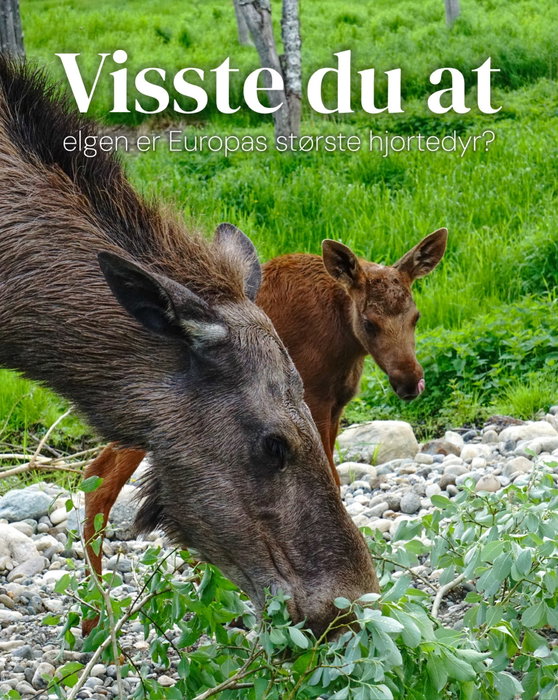 Elgen har en lang historie i Norden. Da istiden gikk mot slutten, var elgen raskt ute med å ta i bru...