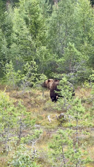 Bjørnene i Park Nordica har god plass til å være nettopp bjørner 🐻🤎 Her har de store boltringspla...