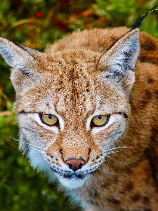 Gaupe seg løs? Aldri hørt om. 😼 Men vi har hørt om gaupene Korse og Ingun i Park Nordica. De to ko...