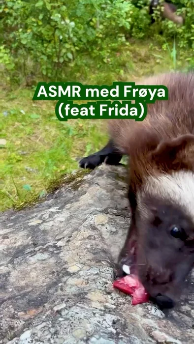 Etter suksessen med piggsvinet Haralds ASMR måtte vi selvfølgelig lage en oppfølger. Denne gangen er...