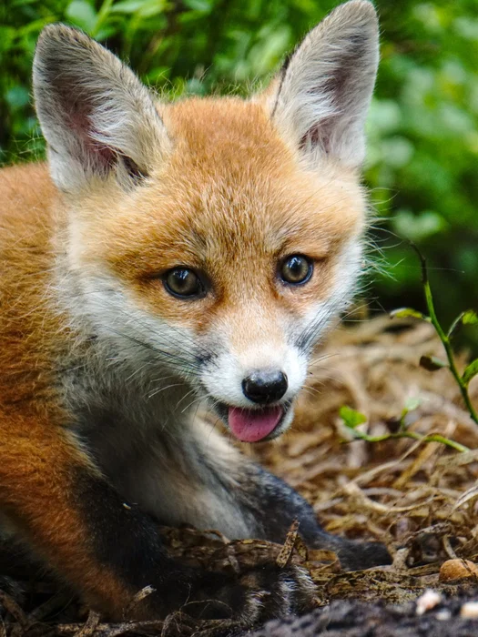 Det kan tyde på at det å være fotogen er et familietrekk🦊
