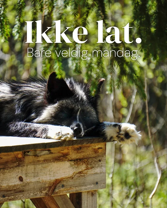 Flere som føler seg som Gabriel i dag? 💤