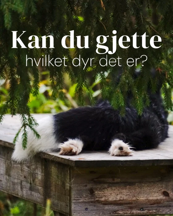 Vi følte vi måtte prøve på noe vanskeligere 😏  Skriv ditt forslag i kommentarfeltet! 💚🐾